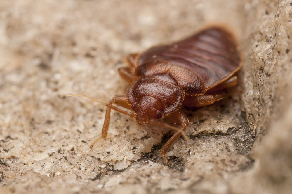 How To Get Rid Of Bed Bugs – Bed Bug Removal Tips