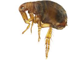 Flea Exterminator 