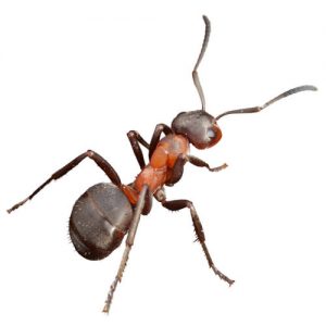Ant Removal Service