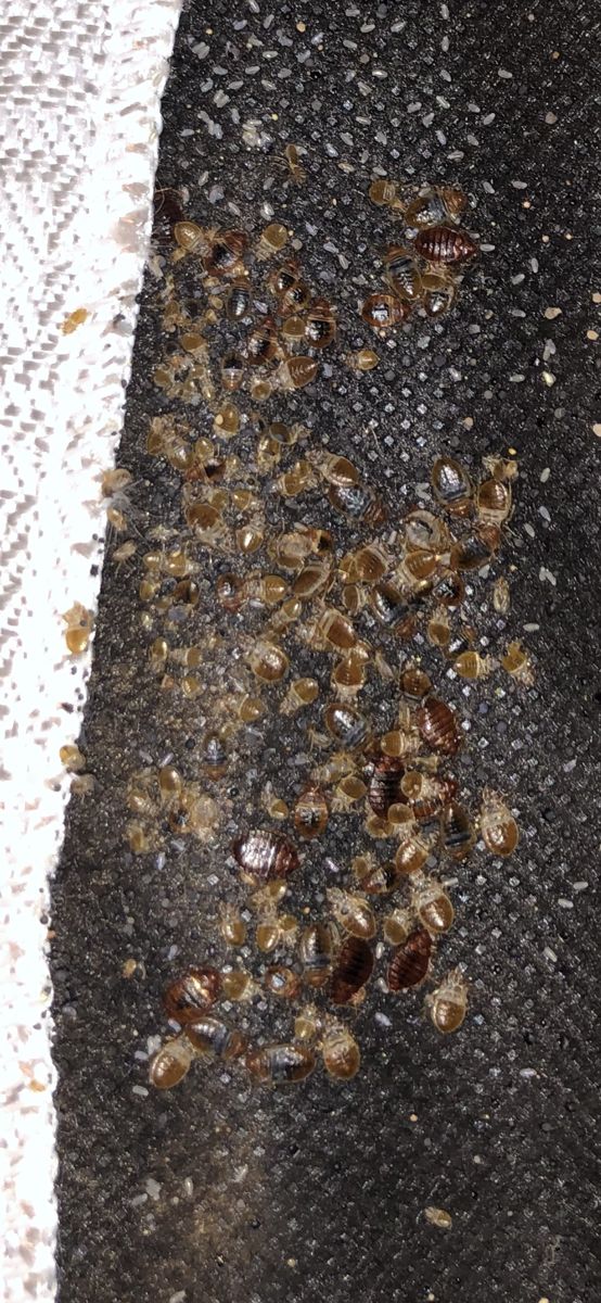 Heavy bed bug infestation on box spring fabric before Aprehend treatment in Pennsylvania