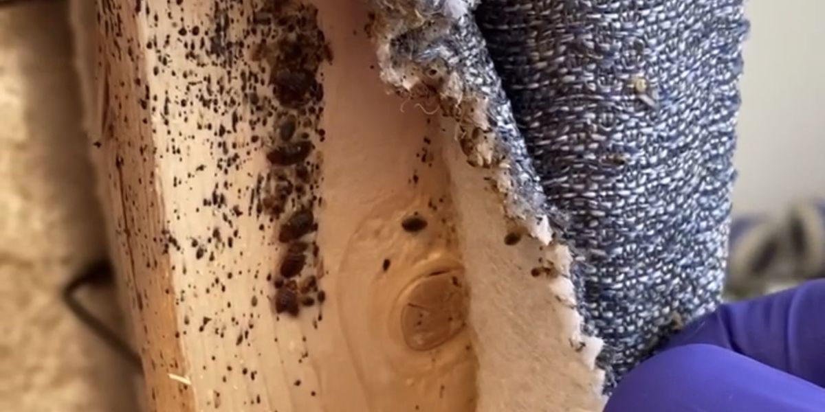 Bed bugs and dark spotting packed along a wooden box spring frame as a gloved technician peels back the fabric during an inspection
