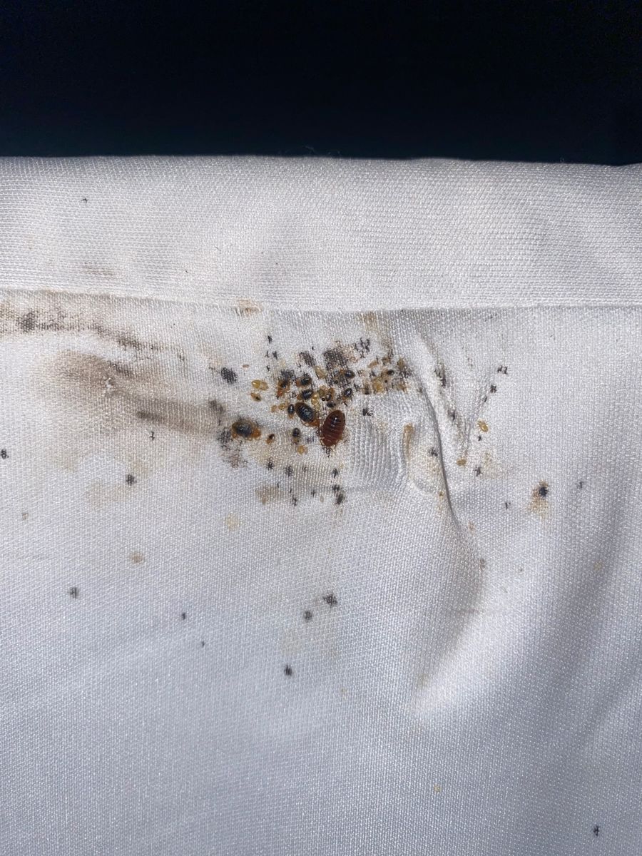 Bed bugs and spotting along a mattress seam, a common hiding spot